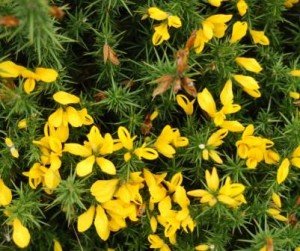 Ulex europaeus