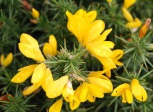 Gorse