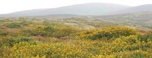 mountain gorse