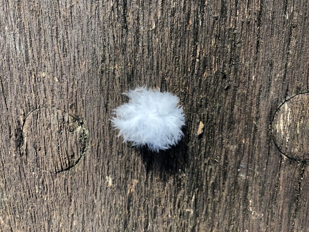 A small white feather landed next to me - I'm so lucky