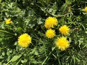 Meadow gold, flowers of dandelion an edible weed