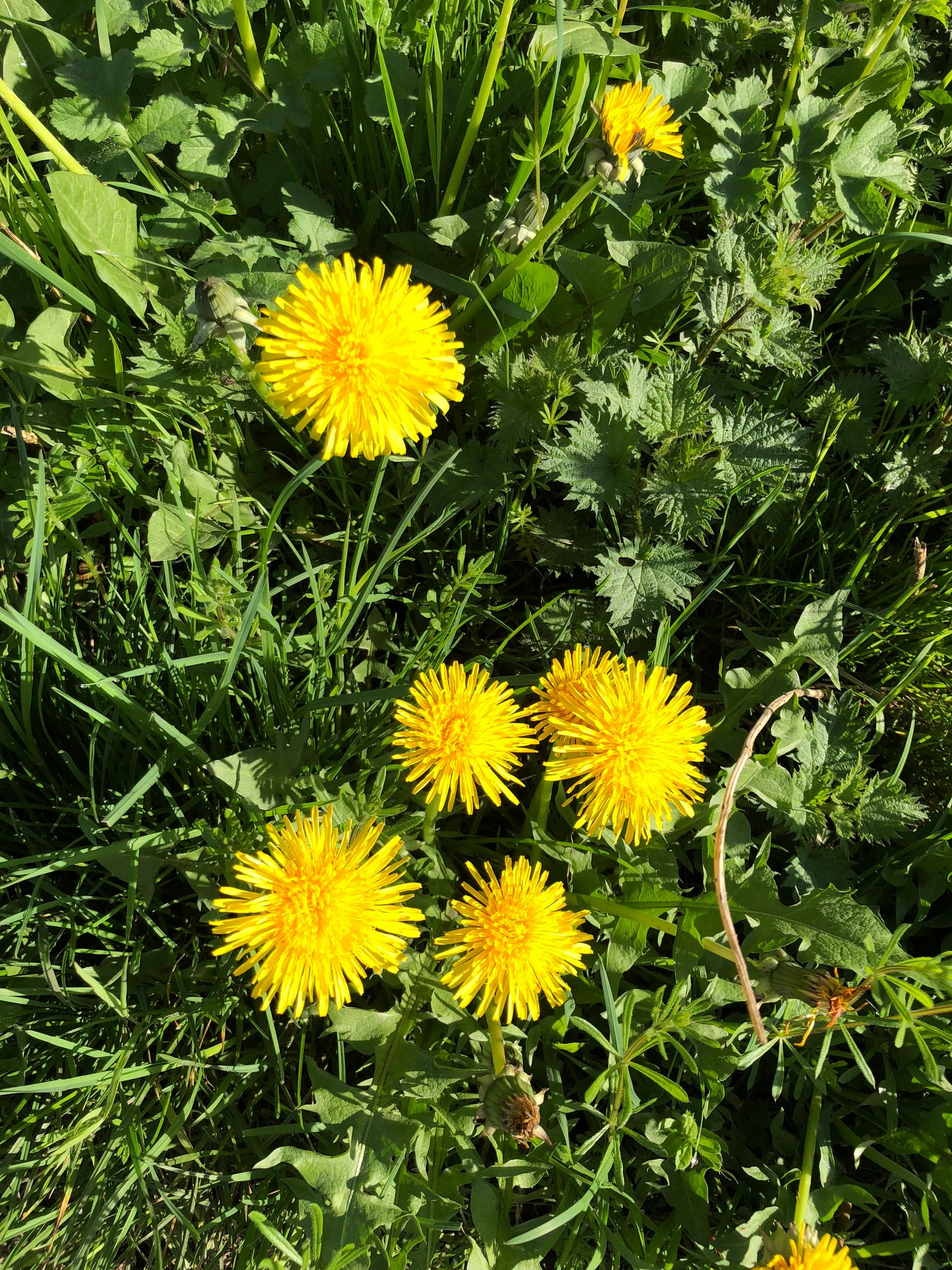 Meadow gold, flowers of dandelion