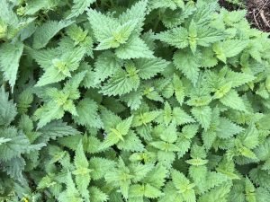 Nettles thriving in the sun. Nettles are edible weeds that are both nutritious and healthy