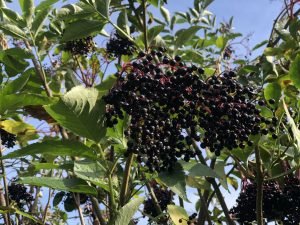 Ripe elder berries against a blue sky