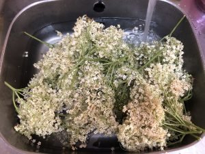 Picked Elder flowers