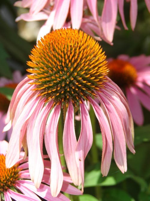 Echinacea purple coneflower in bloom.