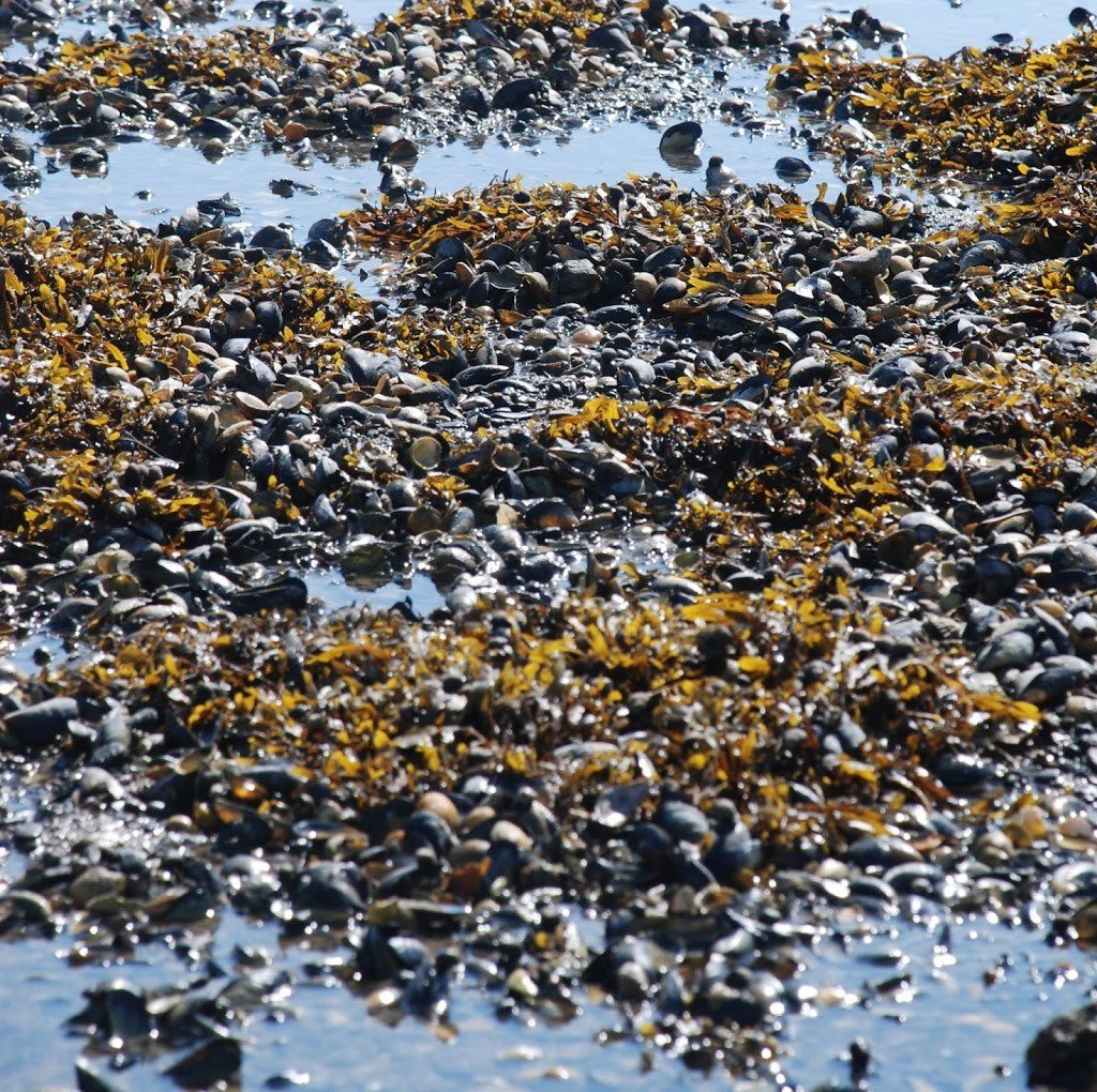 Sea weed