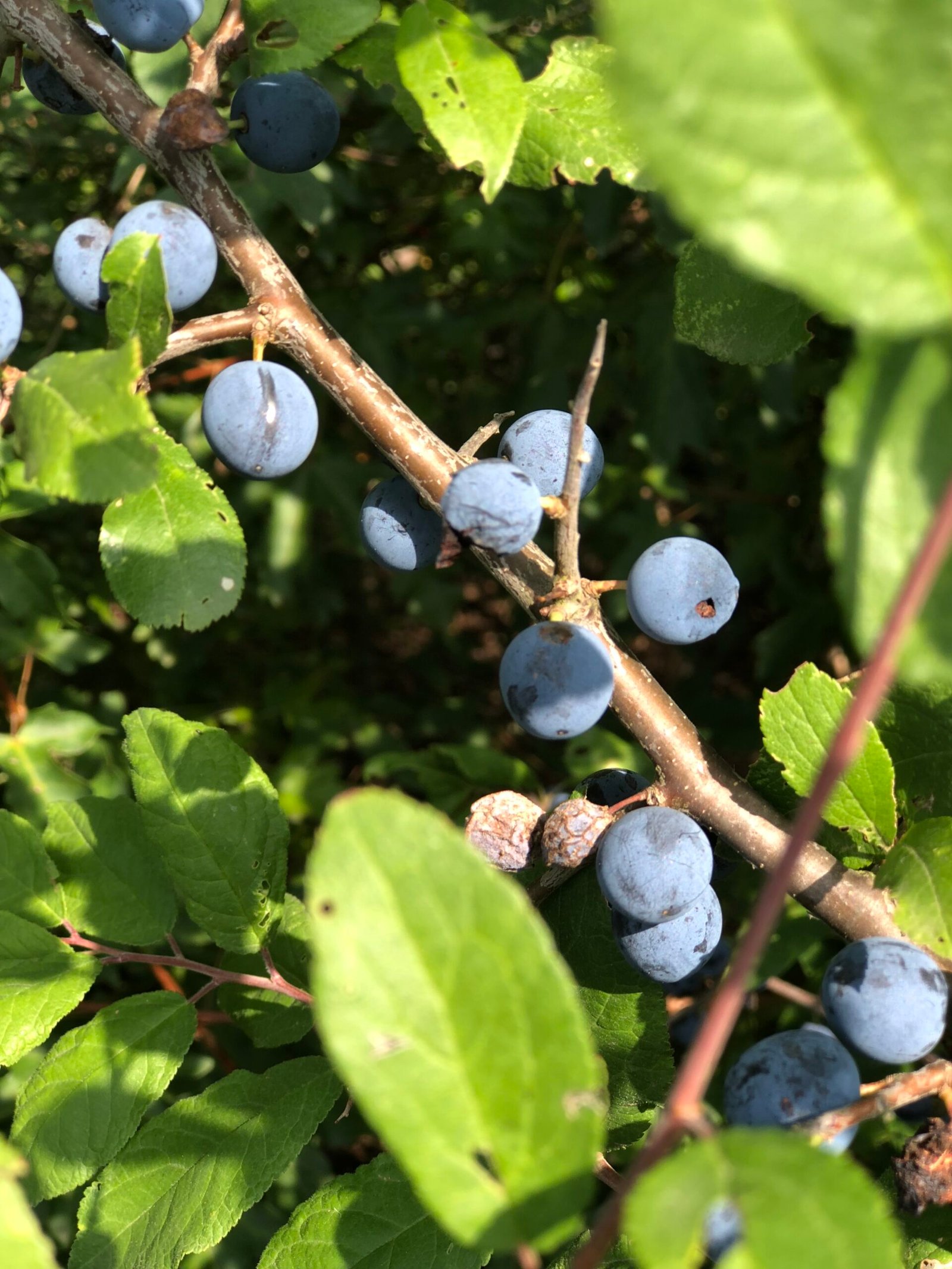 Sloe berries on the branch ripening in the sun