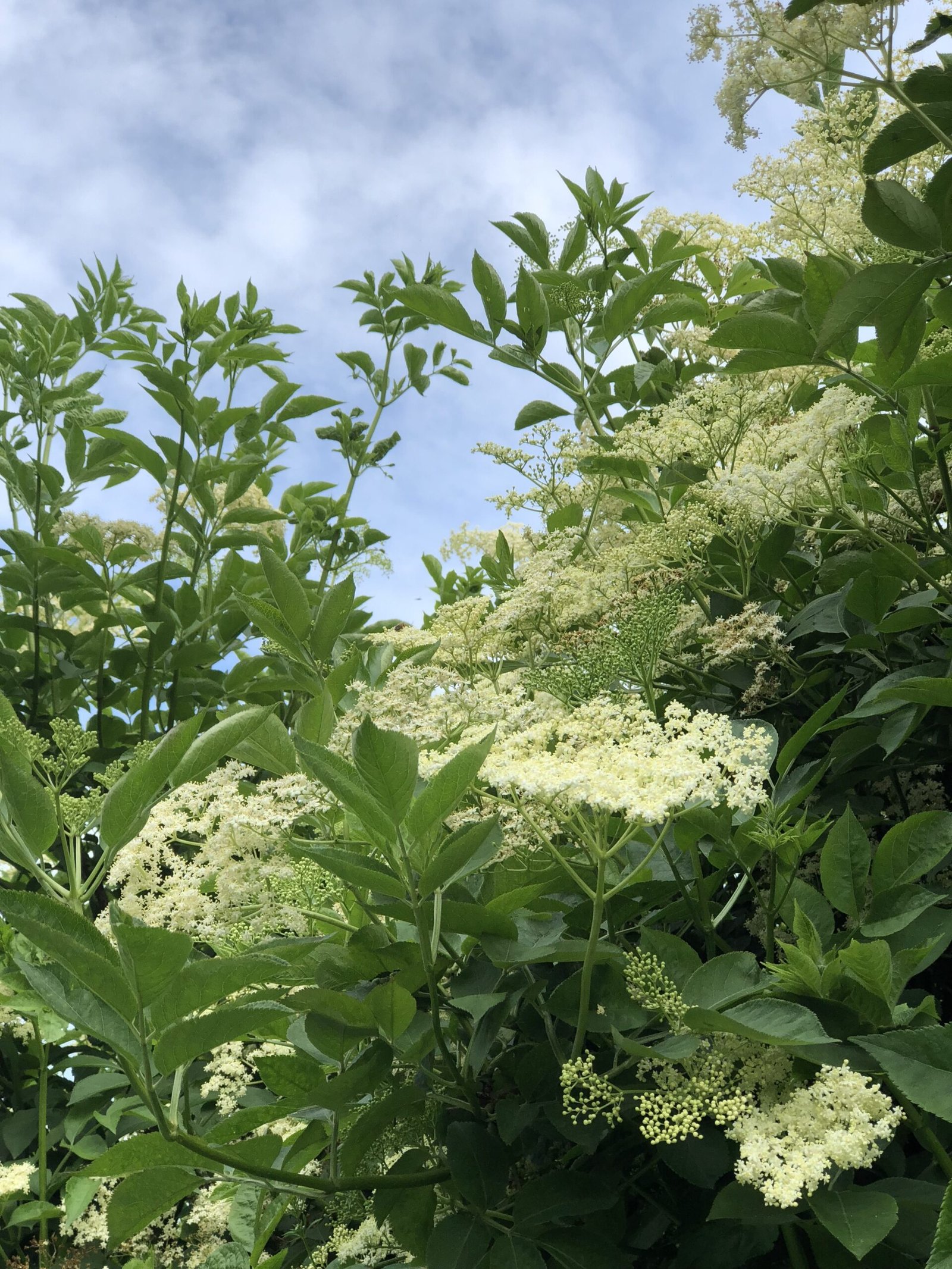 Elder flowers agains a blue summer sky