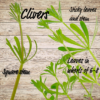 Clivers: Medicinal and Spiritual Uses
