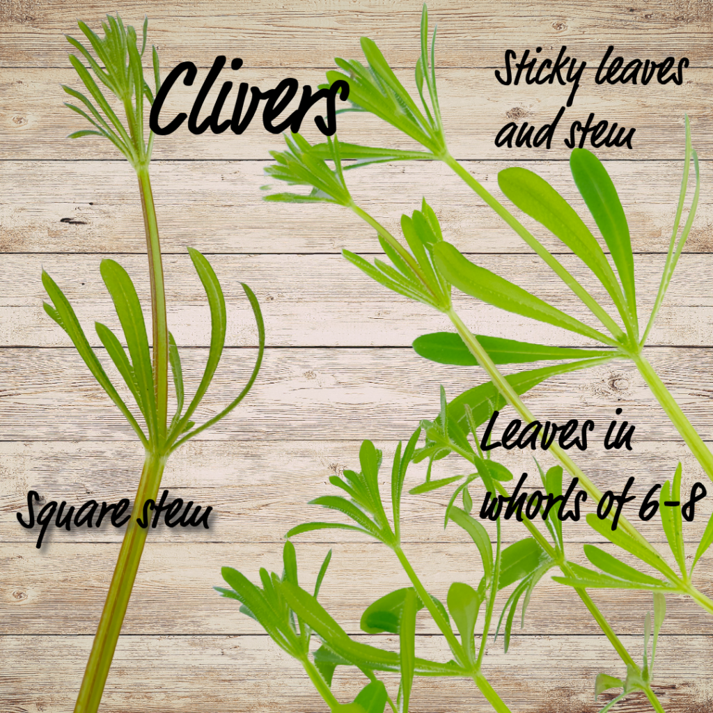 The parts of the herb Clivers (Galium Aparine L.) Botanical description
