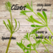 Clivers: Medicinal and Spiritual Uses