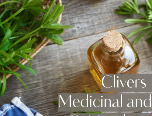 Clivers - a popular herb that can be used both medicinally and spiritually. a trulu magical herb