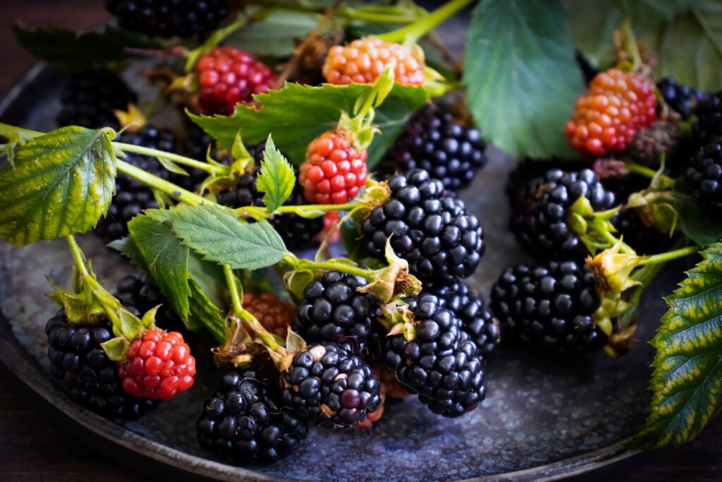 Gorgeous clusters of ripening blackberries